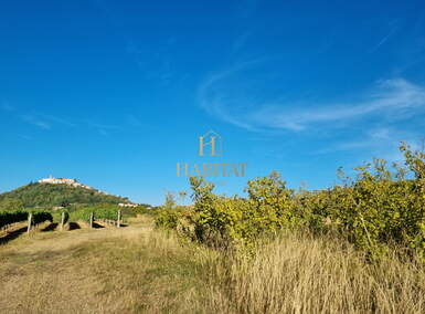 Zemljiste, Motovun, prodaja, 155000 €, 4933 m2