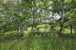 Zemljiste, Buzet, prodaja, 29000 €, 44277 m2