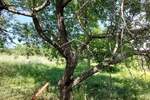 Zemljiste, Poreč, prodaja, 145000 €, 851 m2