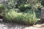 Kuca, Umag, prodaja, 600000 €, 320 m2