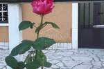 Kuca, Vinodol, Bribir, prodaja, 500000 €, 330 m2
