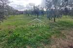 Zemljiste, Buje, Plovanija, prodaja, 270000 €, 2603 m2