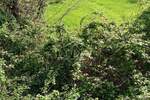 Zemljiste, Vinodol, Bribir, prodaja, 73000 €, 700 m2