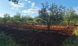 Zemljiste, Brtonigla, prodaja, 64000 €, 5077 m2