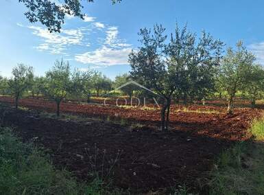 Zemljiste, Brtonigla, prodaja, 64000 €, 5077 m2