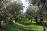 Zemljiste, Umag, prodaja, 35000 €, 835 m2