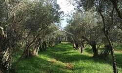 Zemljiste, Umag, prodaja, 35000 €, 835 m2