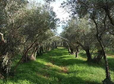 Zemljiste, Umag, prodaja, 35000 €, 835 m2