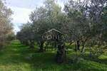 Zemljiste, Umag, prodaja, 35000 €, 835 m2