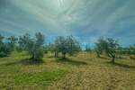 Zemljiste, Umag, prodaja, 360000 €, 10292 m2