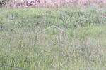 Zemljiste, Vinodol, Bribir, prodaja, 124500 €, 755 m2