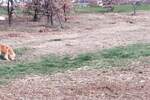 Zemljiste, Kaštelir-Labinci, prodaja, 196700 €, 0 m2
