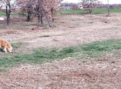 Zemljiste, Kaštelir-Labinci, prodaja, 196700 €, 0 m2