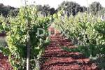 Zemljiste, Rovinj, prodaja, 500000 €, 15966 m2