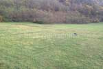 Zemljiste, Kanfanar, prodaja, 66350 €, 13270 m2