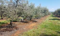 Zemljiste, Novigrad, prodaja, 60960 €, 3048 m2