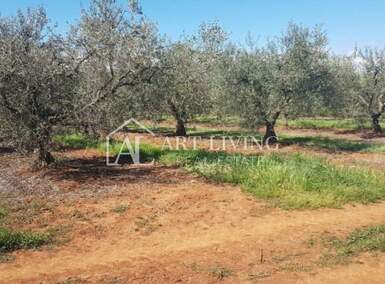 Zemljiste, Novigrad, prodaja, 57360 €, 2868 m2