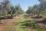 Zemljiste, Novigrad, prodaja, 57360 €, 2868 m2
