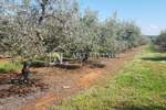 Zemljiste, Novigrad, prodaja, 57360 €, 2868 m2