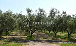 Zemljiste, Novigrad, prodaja, 144040 €, 7202 m2