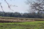 Zemljiste, Novigrad, prodaja, 229000 €, 649 m2