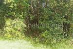 Zemljiste, Marčana, Peruški, prodaja, 447000 €, 21701 m2