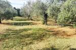 Zemljiste, Marčana, Peruški, prodaja, 447000 €, 21701 m2