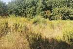 Zemljiste, Marčana, Peruški, prodaja, 447000 €, 21701 m2