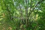 Zemljiste, Buzet, Hum, prodaja, 9723 €, 6482 m2