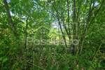 Zemljiste, Buzet, Hum, prodaja, 9723 €, 6482 m2