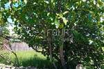 Zemljiste, Oprtalj, prodaja, 53500 €, 453 m2