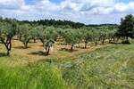 Zemljiste, Poreč, prodaja, 45000 €, 3276 m2
