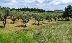Zemljiste, Poreč, prodaja, 45000 €, 3276 m2