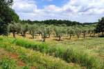 Zemljiste, Poreč, prodaja, 45000 €, 3276 m2