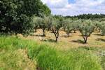 Zemljiste, Poreč, prodaja, 45000 €, 3276 m2