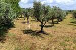 Zemljiste, Poreč, prodaja, 45000 €, 3276 m2