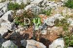 Zemljiste, Punat, prodaja, 57000 €, 1164 m2