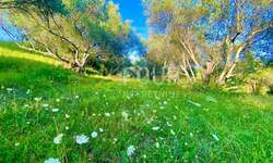 Zemljiste, Cerovlje, prodaja, 125000 €, 2257 m2
