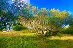 Zemljiste, Cerovlje, prodaja, 125000 €, 2257 m2