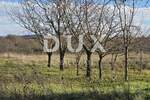 Zemljiste, Pazin, Heki, prodaja, 50000 €, 988 m2