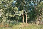 Zemljiste, Medulin, prodaja, 339000 €, 929 m2