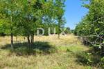 Zemljiste, Brtonigla, prodaja, 155000 €, 9862 m2
