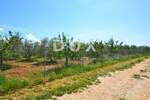 Zemljiste, Novigrad, prodaja, 300000 €, 14349 m2