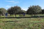 Zemljiste, Krk, Vrh, prodaja, 255000 €, 13127 m2