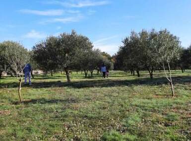 Zemljiste, Krk, Vrh, prodaja, 255000 €, 13127 m2