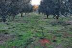 Zemljiste, Krk, Vrh, prodaja, 255000 €, 13127 m2