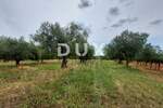 Zemljiste, Brtonigla, prodaja, 70000 €, 3418 m2