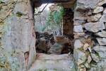Kuca, Labin, Rabac, prodaja, 150000 €, 324 m2
