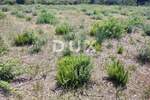 Zemljiste, Pula, Monte Magno, prodaja, 625000 €, 5837 m2