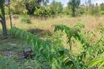Zemljiste, Medulin, Premantura, prodaja, 338000 €, 1300 m2